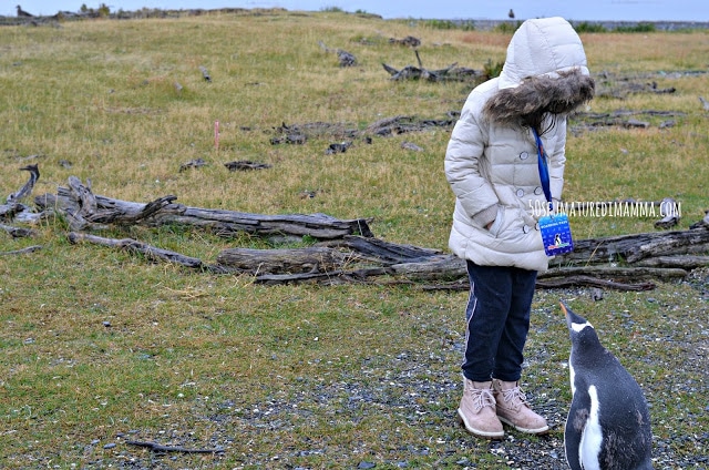 patagonia con bambini terra del fuoco con bambini