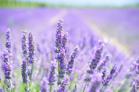 lavanda foto